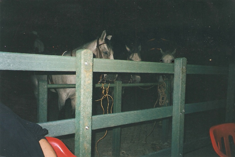 corral establo pesebrera para caballos corral caballo pesebrera caballo establo caballo picadero corral caballerías caballo paso fino pista resonancia equitación salto trocha percheron 001 corral establo pesebrera para caballos corral caballo pesebrera caballo establo caballo picadero corral caballerías caballo paso fino pista resonancia equitación salto trocha percheron 001 corral establo pesebrera para caballos corral caballo pesebrera caballo establo caballo picadero corral caballerías caballo paso fino pista resonancia equitación salto trocha percheron 001
